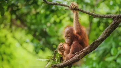 A young orangutan sits on a branch in a dense, green forest, eating leaves from a twig.